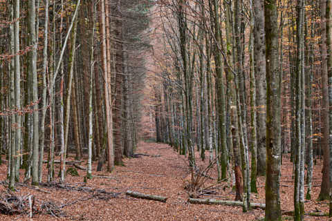 Gemeinde Bayerisch_Eisenstein Landkreis Regen Hans-Watzlik-Hain Wald (Dirschl Johann) Deutschland REG